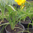 Лилейник Стелла де Оро (Hemerocallis hybrid Stella de Oro) - Продажа растений