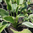 Хоста Альбомаргината (Hosta Albomarginata) - Продажа растений