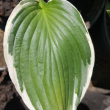 Хоста Альбомаргината (Hosta Albomarginata) - Продажа растений