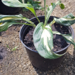 Хоста Медиовариегата (Hosta Mediovariegata) - Продажа растений