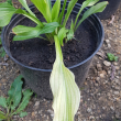 Hosta Вайт Фезе Hosta White Feather - Продажа растений