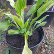 Hosta Вайт Фезе Hosta White Feather - Продажа растений