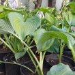 Хоста Зибольда (Hosta Sieboldiana) - Продажа растений