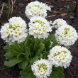 Примула мелкозубчатая Лилак (Primula denticulata `Lilac`) - Продажа растений