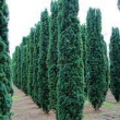 Тис ягодный (Taxus baccata) - Продажа растений