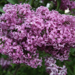 Сирень Китайская (Syringa chinensis Saugeana) - Продажа растений