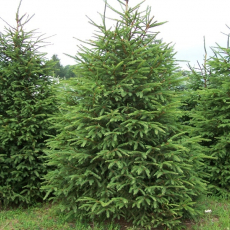 Ель колючая зеленая (Picea pungens) - Продажа растений