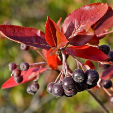 Арония черноплодная (Aronia melanocarpa) - Продажа растений