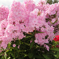 Флокс метельчатый "Роза Пастел" (Phlox paniculata 'Rosa Pastell) - Продажа растений