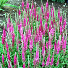 Вероника колосковая Ротфучс (Veronica spicata Rotfuchs) - Продажа растений