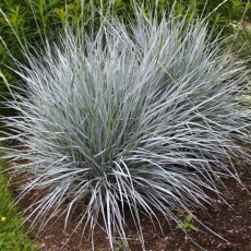 Колосняк песчаный или Элимус песчаный (Leymus arenarius, Elymus arenarius) - Продажа растений