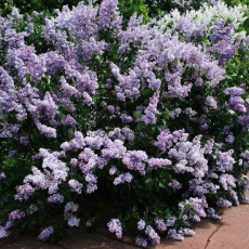 Сирень обыкновенная (Syringa vulgaris ) - Продажа растений