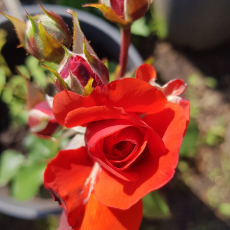 Роза флорибунда "Трампитер" Rosa floribunda Trumpeter - Продажа растений