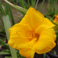 Лилейник Стелла де Оро (Hemerocallis hybrid Stella de Oro) - Продажа растений