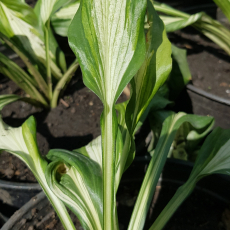 Хоста Медиовариегата (Hosta Mediovariegata) - Продажа растений