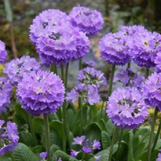 Примула мелкозубчатая Лилак (Primula denticulata `Lilac`) - Продажа растений