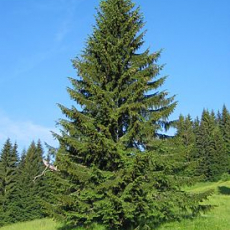 Ель обыкновенная (Picea abies) - Продажа растений