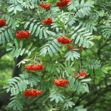 Рябина обыкновенная ( Sorbus aucuparia) - Продажа растений