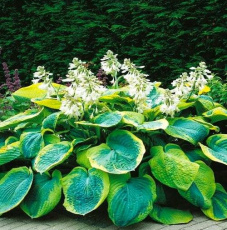 Hosta Frances Williams (Хоста Фрэнсис Уильямс) - Продажа растений