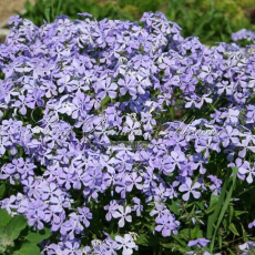 Флокс растопыренный "Клаудс оф Парфюм" (Phlox divarica "Clouds of Perfume") - Продажа растений