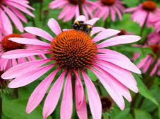 Эхинацея пурпурная (Echinacea purpurea) - Продажа растений