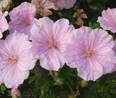 Герань кроваво-красная  Стриатум (Geranium sanguineum Striatum) - Продажа растений