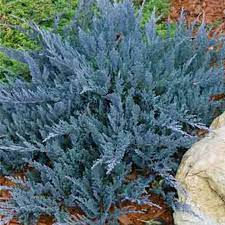 Можжевельник "Блу Чип" (Juniperus horizontalis Blue Chip) - Продажа растений