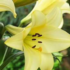 Лилия Делиана лонгифлорум (Lilium Deliana longiflorum) - Продажа растений