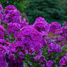 Флокс метельчатый "Дустерлохе" (Phlox paniculata "Dusterlohe") - Продажа растений