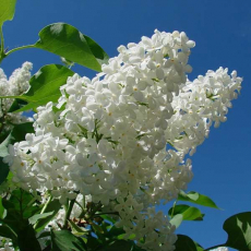 Сирень обыкновенная белая (Syringa vulgaris ) - Продажа растений