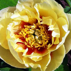 Пион-ИТО Бордер Шарм (Paeonia Itoh Hybrids Border Charm) - Продажа растений