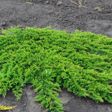 Можжевельник горизонтальный Принц Уэльский (Juniperus horizontalis Prince of Wales) - Продажа растений