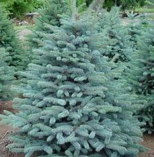 Ель колючая Глаука ф. колонна (Picea pungens glauca) - Продажа растений