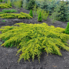 Можжевельник Пфитцериана Ауреа (Juniperus media Pfitzeriana Aurea) - Продажа растений