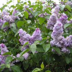 Сирень обыкновенная "Небо Москвы" (Syringa vulgaris ) - Продажа растений