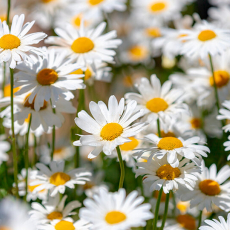 Нивяник (Leucanthemum) - Продажа растений