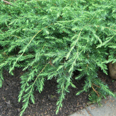 Можжевельник Обыкновенный (Juniperus communis) - Продажа растений