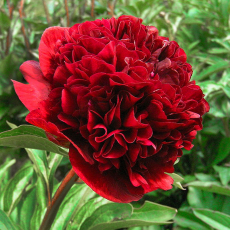 Пион травянистый Ред Дабл (Paeonia Lactiflora Red Double) - Продажа растений