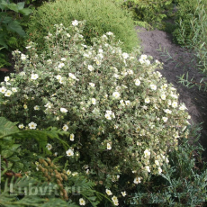 Лапчатка кустарниковая Маунт Эверест /Potentilla fruticosa Mount Everest - Продажа растений