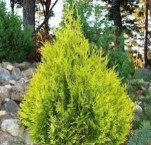 Туя западная "Санкист" (Thuja occidentalis Sunkist) - Продажа растений