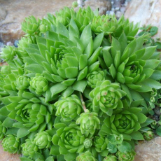 Молодило (Sempervivum) - Продажа растений