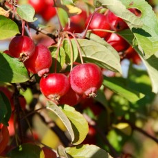 Яблоня ягодная или сибирская (Malus baccata / sibirica) - Продажа растений