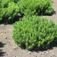 Сосна горная Мугус (Pinus mugo Mughus) - Продажа растений