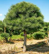 Сосна обыкновенная (Pinus sylvestris) форма шар - Продажа растений