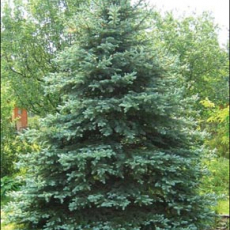 Ель колючая  (Picea pungens) - Продажа растений