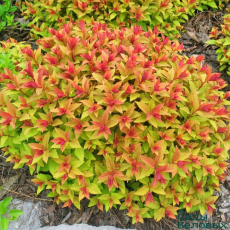 Spiraea japonica Goldflame (Спирея японская Золотое пламя) - Продажа растений