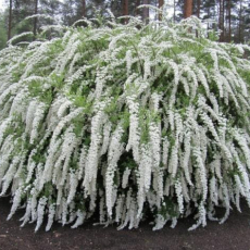 Spiraea cinerea Grefsheim (Спирея серая Грефшейм) - Продажа растений