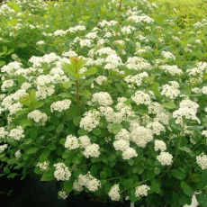  Spiraea betulifolia (Спирея березолистная) - Продажа растений