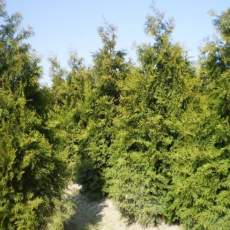 Туя западная "Брабант"(Thuja occidentalis Brabant) формы: конус, овал, шар - Продажа растений