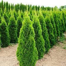 Туя "Смарагд" западная (Thuja occidentalis Smaragd) - Продажа растений